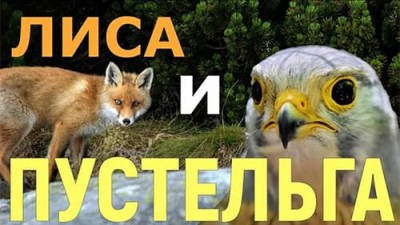 Аудиосказка «Лиса и Пустельга» / Шотландские сказки