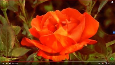 Две розы / Гумилев Н С