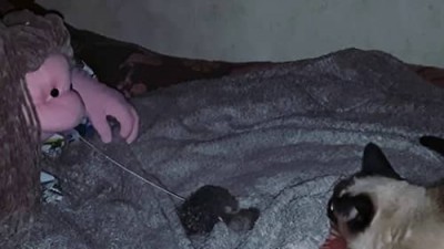 Лили и кошка | Lily and the Cat