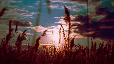 Красивая музыка и пение птиц для расслабления и глубокого сна