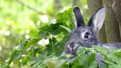 «Весна» Алексей Плещеев