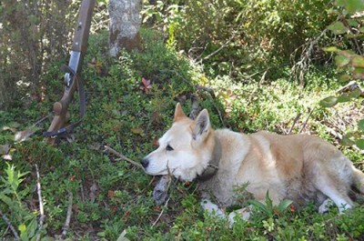 Алла Самарцева