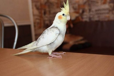 Алла Самарцева