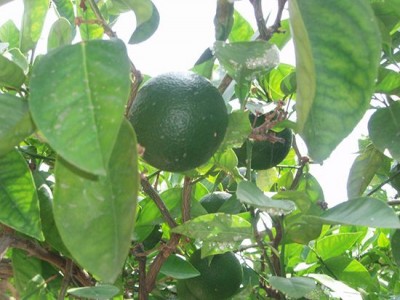 Турецкий апельсин зеленый