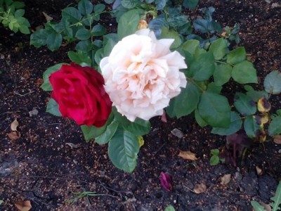 Ульяновск розы