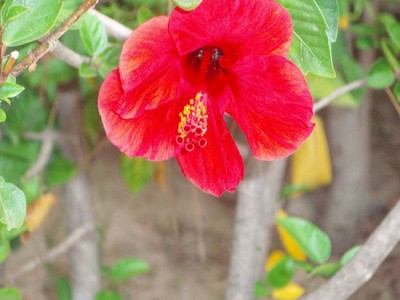 цветы Турции красный цветок