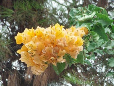 Турецкие цветы желтый