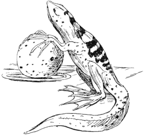 Трогательный Тритон Для любителей вкусно поесть