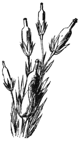 Для любителей вкусно поесть Бутылия стеклянная