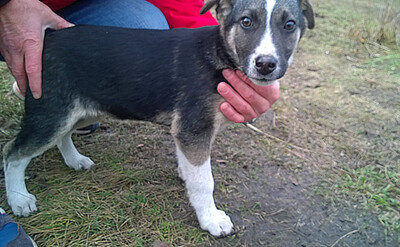 Ищем добрые ответственные руки для щенка