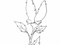 Раскраска Бутон