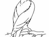 Раскраска Иволга