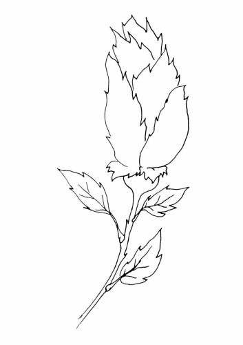 Раскраска Бутон
