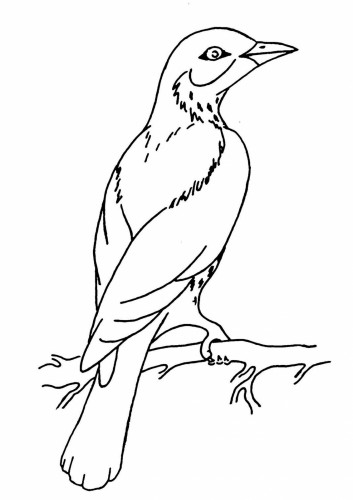 Раскраска Иволга