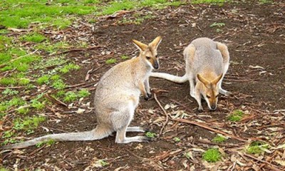 Кенгурята  Прыг  да  Брысь
