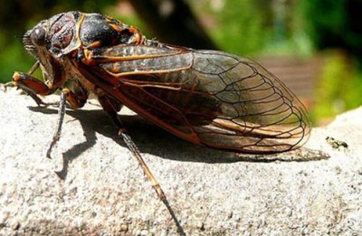 Легенда о королеве цикад