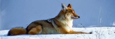 Красный волк