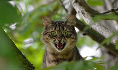 Кот - ворюга